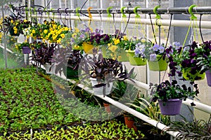 Summer flower seedlings on the shelves in the greenhouse