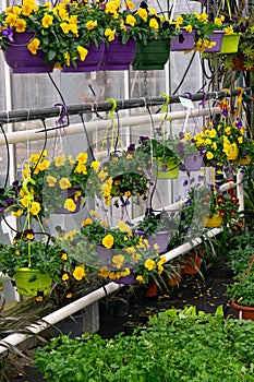 Summer flower seedlings on the shelves in the greenhouse