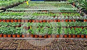 Summer flower seedlings on the shelves in the greenhouse