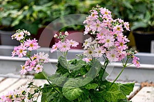 Summer flower seedlings on the shelves in the greenhouse