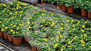 Summer flower seedlings on the shelves in the greenhouse.