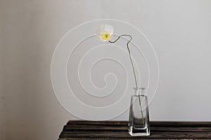 Summer flower in vase, rustic minimal still life. Beautiful yellow poppy on aged wooden bench. Floral moody wallpaper.