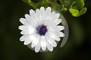 Summer Flower with white petals and lilac center