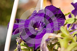 Summer flower on the window