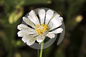 Summer flower with yellow stamen and white petals. Gerbera macro photo