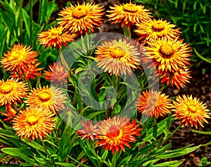 Summer flowerbed with garden straw flower Xerochrysum bracteatum