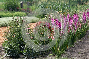 Summer flowerbed with gladioli, zinnia and dahlia bulbs photo