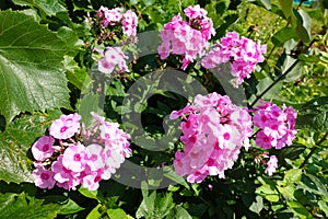 Summer Flowering Bright Pink Perennial or Garden Phlox Phlox paniculata Light Pink Flame `Bareleven