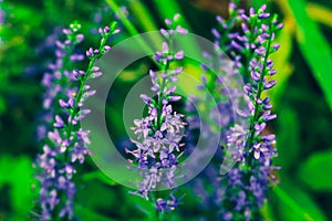 Summer flowering Purple Spiked Speedwell. Field wild flower Veronica close-up on a blurred backdrop.