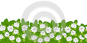 Summer flowering shrub in full bloom of Gardenia jasminoides or Cape jasmine flower seamless background and borders.