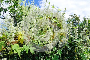 Summer Flowering White Hebe Shrub Hebe venustula in a Country Cottage Garden