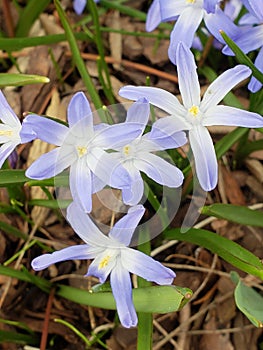 Summer flowers