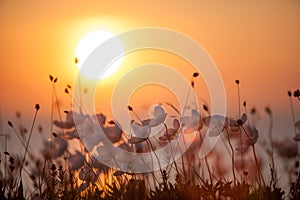 Summer flowers against setting sun