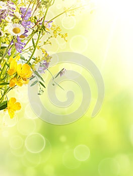 Summer flowers background