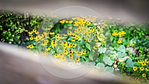 Summer flowers banner. Yellow flowers under sunlight, happy moody blooming close-up