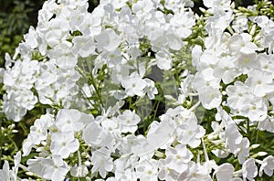 Summer flowers. Blooming of white phlox in Russia