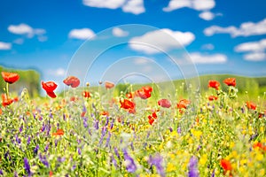 Summer flowers, bright nature field under blue sky with white clouds, idyllic summer landscape