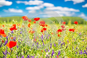 Summer flowers, bright nature field under blue sky with white clouds, idyllic summer landscape