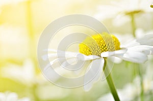 Summer flowers camomile blossoms on meadow. Macro photo.