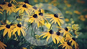Summer Flowers Cinematic Video Background