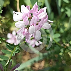 Summer flowers, summer, colorscolors, pink