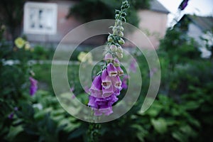 Summer flowers at the dacha in the garden