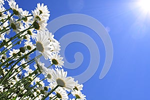 Summer Flowers (daisies)