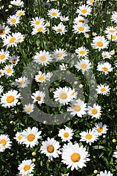 Summer Flowers (daisies)