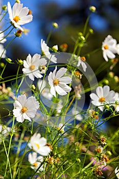 Summer flowers