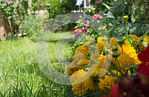 Summer flowers in the garden.