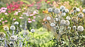 Summer flowers in the garden