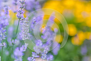 Summer flowers in garden. Closeup view of lavender and blurred yellow flowers background