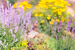 Summer flowers in garden. Closeup view of lavender and blurred yellow flowers background