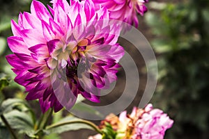 Summer flowers in the garden