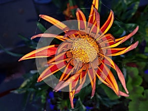 Summer flowers in gardens boxes Lochmaben, Lockerbie Scotland