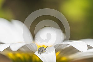 Summer flowers with insects