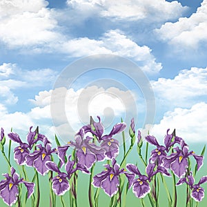 Summer flowers. Irises.