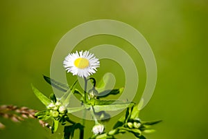 Summer flowers on the lawn