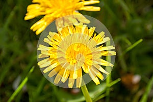 Summer flowers on the lawn