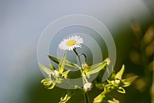 Summer flowers on the lawn