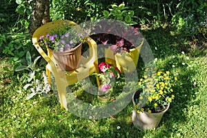 Summer flowers on the lawn in a rustic garden