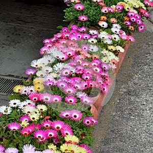 Summer flowers: Livingstone daisy flowers in the pots