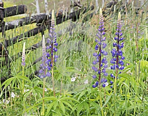 Summer flowers- lupines