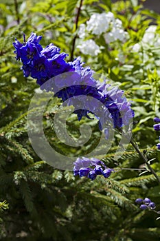 Summer flowers. Many blue bells  flowers in the meadow close-up