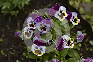 Summer flowers. Many Purple with white flowers in the meadow close-up