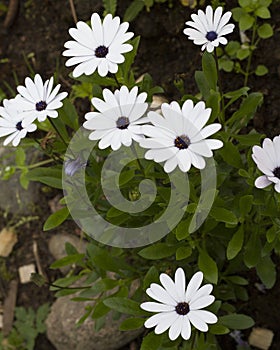 Summer flowers. Many white flowers in the meadow close-up