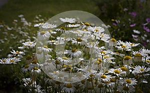 Summer flowers. Many white flowers in the meadow close-up