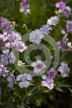 Summer flowers. Many white flowers in the meadow close-up