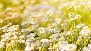 Summer flowers meadow under soft sunlight and sun rays. Spring meadow field background