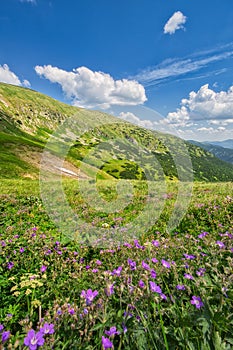 Summer flowers near Chata M.R Stefanika mountain chalet  in Low Tatras